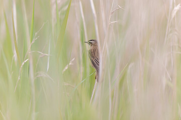 Acrocephalus schoenobaenus Sedge Warbler perching on reed and singing