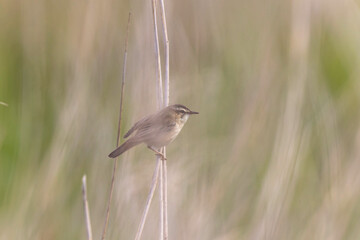 Acrocephalus schoenobaenus Sedge Warbler perching on reed and singing