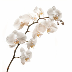 Fototapeta premium white orchid isolated on white background