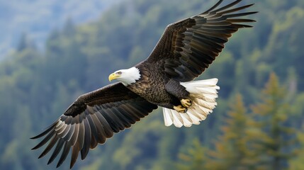 Obraz premium A mighty bald eagle flying through the sky