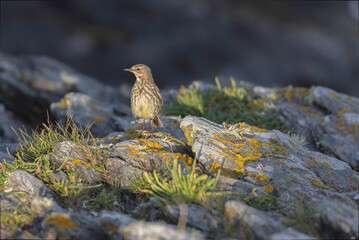 European Rock Pipit Anthus petrosus sitting and feeding on Brittany Coast