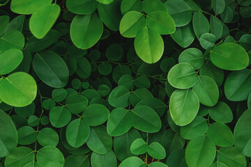 Green leaves form a round shape textured background.