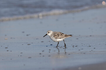 Shorebird Sanderling Calidris alba in search of food on a sandy beach in Morbihan, France