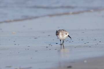 Shorebird Sanderling Calidris alba in search of food on a sandy beach in Morbihan, France