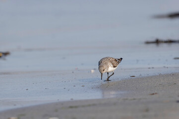 Shorebird Sanderling Calidris alba in search of food on a sandy beach in Morbihan, France