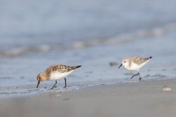 Shorebird Sanderling Calidris alba in search of food on a sandy beach in Morbihan, France