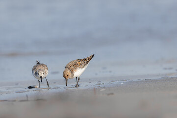 Shorebird Sanderling Calidris alba in search of food on a sandy beach in Morbihan, France