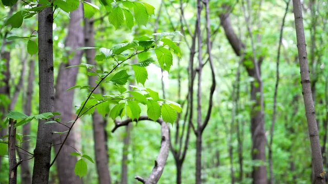 Explore a lush forest teeming with green trees, swaying gently in the wind under the golden sunlight. Listen to the rustling leaves and chirping birds in this serene natural oasis.
