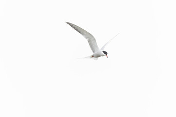 Common Tern Sterna hirundo in a typical coastal habitat