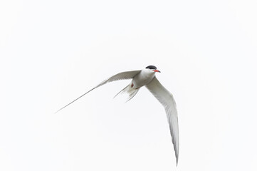 Common Tern Sterna hirundo in a typical coastal habitat
