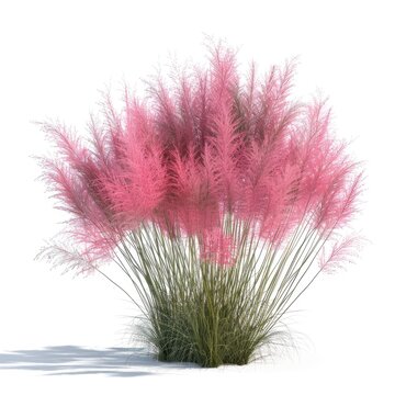 Isolated Pink Muhly Grass. 3D Rendered Bush, Foliage, and Shrub Set for Ground Cover or Hedge Use