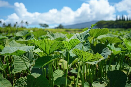 Kalo - The Hawaiian Taro Root in Close-up View, Growing in Hawaii's Rich Soil