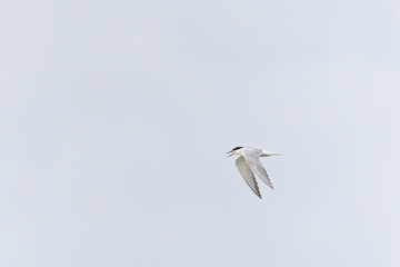 Common Tern Sterna hirundo in a typical coastal habitat
