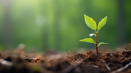 Macro shot of a fresh sapling in a forest, emphasizing its young bark and foliage against a blurred natural background, representing the rebirth of the forest