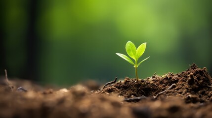 Fototapeta premium Macro shot of a fresh sapling in a forest, emphasizing its young bark and foliage against a blurred natural background, representing the rebirth of the forest