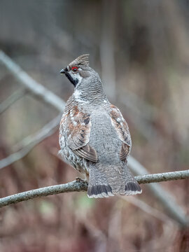 Hazel grouse perching on a wood branch. Close-up