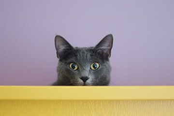 Cat in the yellow shelf on the pink background,  Shallow depth of field