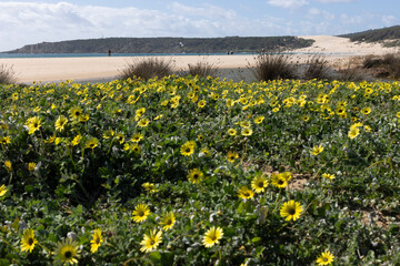 Seashore with sandy beach at Punta de Paloma on Costa de la luz with bloomed yellow flowers on sand dunes