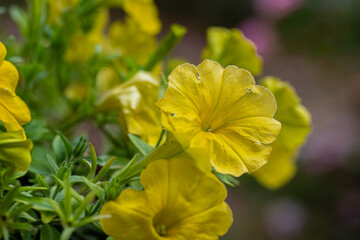 Petunia Hybrida (Yellow petunia) flower. The beautiful flower of summer.
