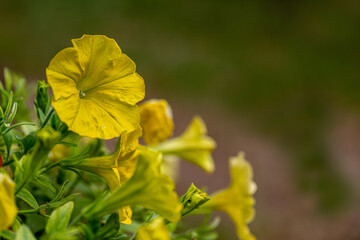 Petunia Hybrida (Yellow petunia) flower. The beautiful flower of summer.
