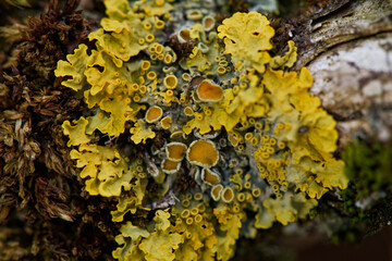 Bright yellow xanthoria parietina. Foliose lichen on a tree bark. Close up. Abstract natural...