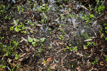Swamp texture, swamp landscape, top view. Fresh bright vegetation, dirt and water.