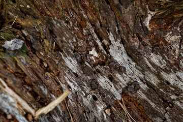 Texture of tree bark with cracks on it. Rotten wood texture. Forest scene. Close up. Abstract...