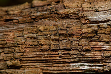 Detailed brown tree bark texture. Rotten wood texture. Natural light. Close up view. Abstract...