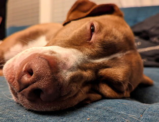 Cute Dog Slowly Falling Asleep