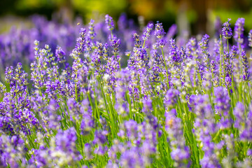 Spring lavender flowers under sunlight. Lilac flowers close up. Beautiful landscape of nature with a panoramic view. Hi spring. long banner