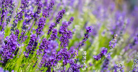 Spring lavender flowers under sunlight. Lilac flowers close up. Beautiful landscape of nature with...