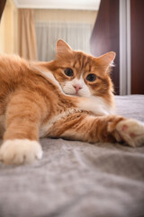 Fototapeta na wymiar The ginger cat is resting, lounging on the bed. Close-up.