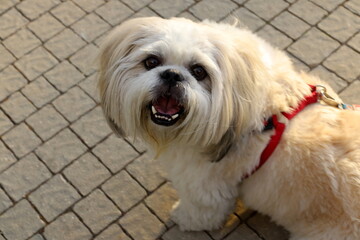 A dog on a walk in a city park on the shores of the Mediterranean Sea.