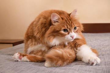  Red cat sitting on the bed, doing personal hygiene