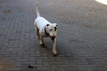 A dog on a walk in a city park on the shores of the Mediterranean Sea.