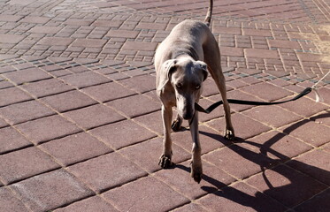 A dog on a walk in a city park on the shores of the Mediterranean Sea.