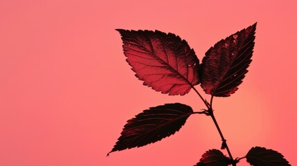 Obraz premium Silhouetted leaf against a pink sunset