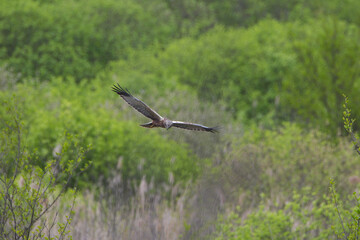 Falco di palude maschio in volo