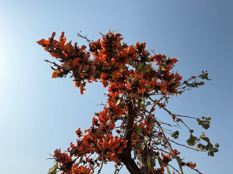 Plant Full of Tesu Flowers