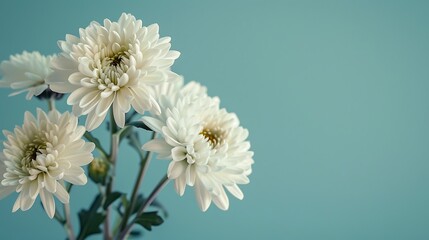 white chrysanthemum flowers, macro photography, against a blue background