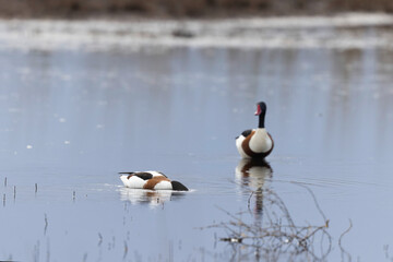 common shelduck Tadorna tadorna in a swamp in Brittany, France