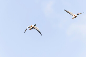 common shelduck Tadorna tadorna in a swamp in Brittany, France