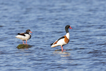 common shelduck Tadorna tadorna in a swamp in Brittany, France