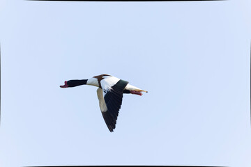 common shelduck Tadorna tadorna in a swamp in Brittany, France