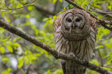 Barred Owl