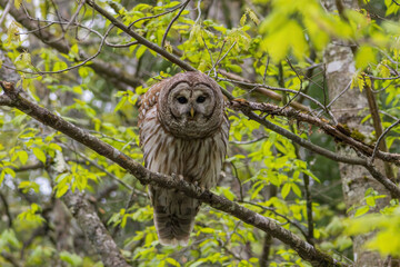 Barred Owl