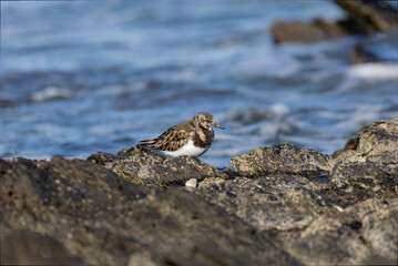 Ruddy Turnstone Arenaria interpres on low tide on a sandy beach in Normandy, France