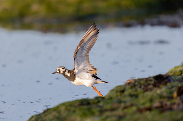 Ruddy Turnstone Arenaria interpres on low tide on a sandy beach in Normandy, France