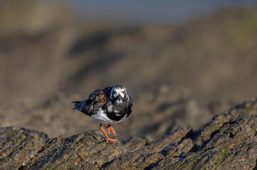 Ruddy Turnstone Arenaria interpres on low tide on a sandy beach in Normandy, France