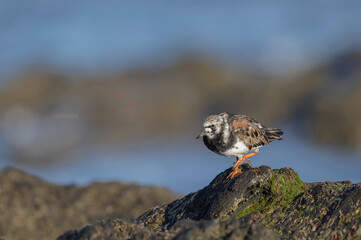 Ruddy Turnstone Arenaria interpres on low tide on a sandy beach in Normandy, France